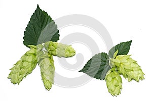 Hop cone with leaf. Isolated on white