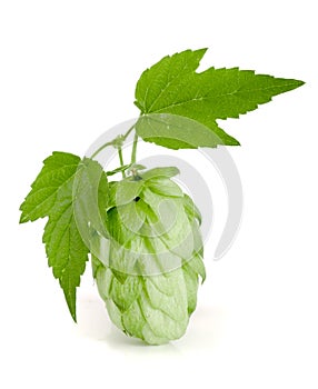 Hop cone with leaf on white background close-up