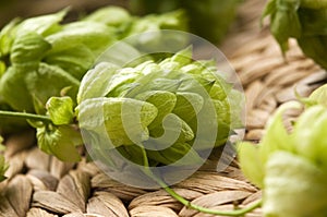 Hop cone and leaves