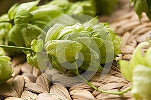 Hop cone and leaves