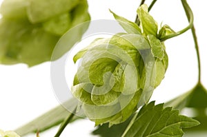 Hop cone and leaves