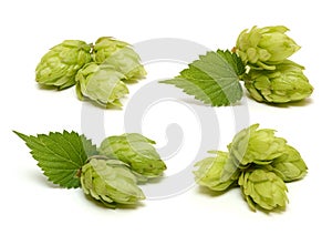 Hop cone set isolated on white background