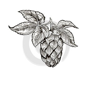 Hop cone, vector black and white engraved sketch.