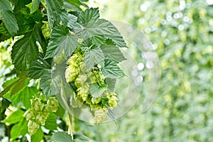 Hop cones