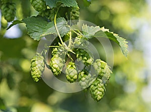 Hop cones