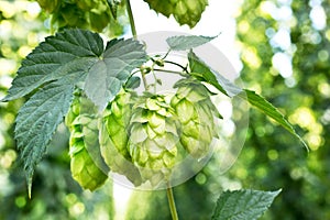 Hop Cones