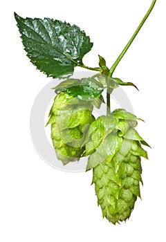 Hop cones