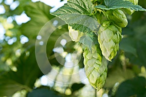 Hop cones