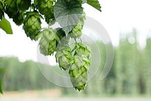 Hop cones