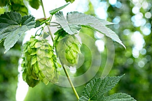 Hop cones