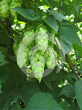 Hop cones close up
