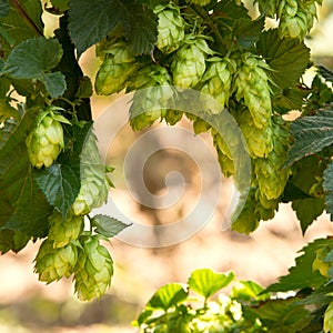 Hop cones