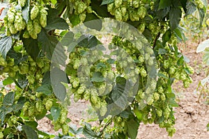 Hop cones photo