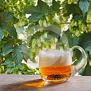 Hop cones with glass of beer photo