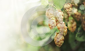 Hop cones on green bush, autumn natural background, baner with copy space, selective focus