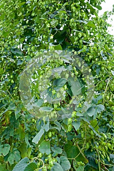 Hop Cones in a Hop-Yard Close to Harvest Time