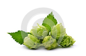 Hop cones Humulus Lupulus