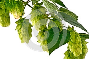 Hop Cones Isolated