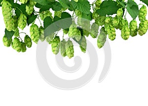 Hop cones isolated on white background. Beer brewing ingredients. Beer brewery concept. Beer background