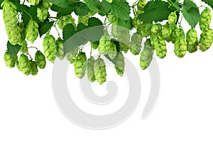 Hop cones isolated on white background. Beer brewing ingredients. Beer brewery concept. Beer background photo