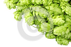 Hop cones isolated on white background. Beer brewing ingredients. Beer brewery concept. Beer background. Top view