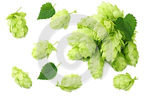 Hop cones isolated on white background. Beer brewing ingredients. Beer brewery concept. Beer background. Top view