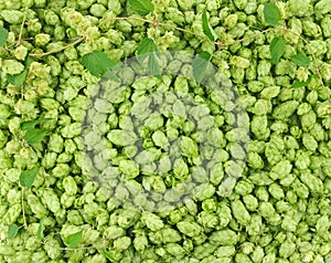 Hop cones and leaves