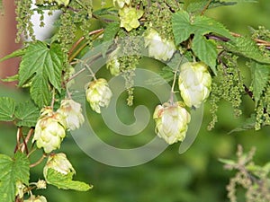 Hop cones with leaves in beautiful, green summer colors