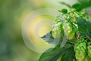 Hop cones with place for text photo