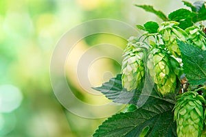 Hop cones with place for text photo