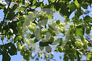 Hop cones - raw material for beer production