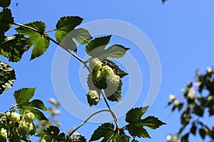 Hop cones - raw material for beer production