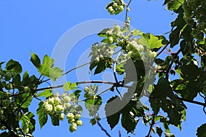 Hop cones - raw material for beer production