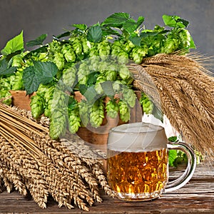 Hop cones and raw material for beer production