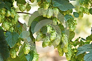 Hop cones, raw material for beer production photo