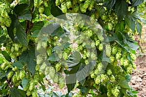 Hop cones, raw material for beer production photo