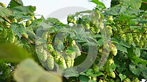 Hop cones sway in the wind