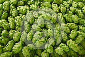 hop cones for use in the production of bread and beer