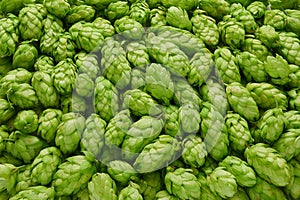 hop cones for use in the production of bread and beer