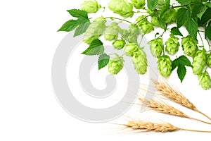 Hop cones and wheat ears isolated on white background. Beer brewing ingredients. Beer brewery concept. Beer background. Top view