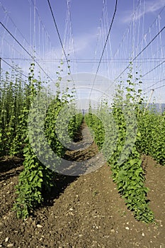 Hop crop rows and blue sky