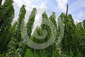 Hop farm field agricultural yard fully grown hops plant vines