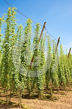 Hop field