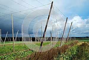 Hop field