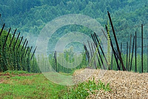 Hop field