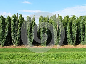 A hop-field