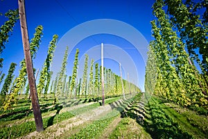 Hop Field in Austria