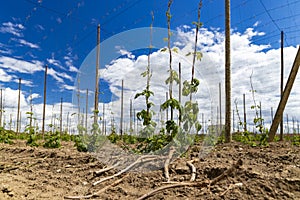 Hop field, early spring time near Zatec, Czech Republic