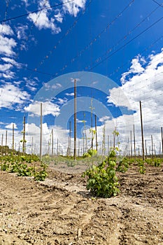 Hop field, early spring time near Zatec, Czech Republic