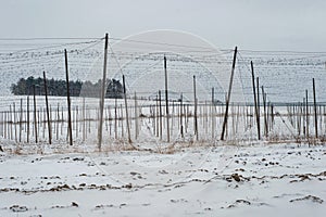 Hop field production farm plantation beer grower support winter snow